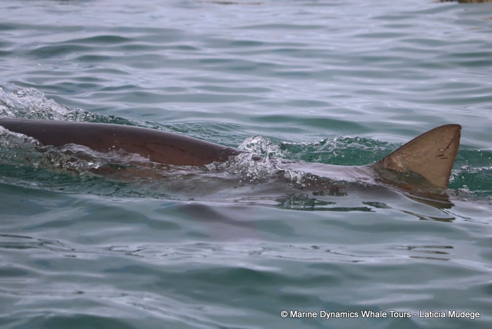 bronze whaler shark, whale watching, gansbaai, south africa,