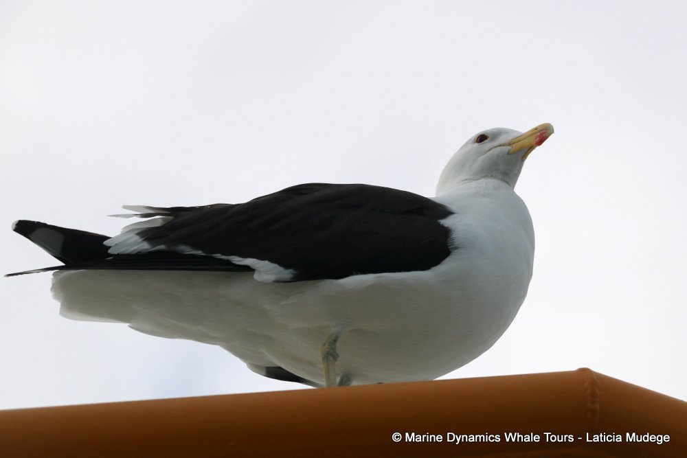 gull, whale watching, gansbaai, south africa,