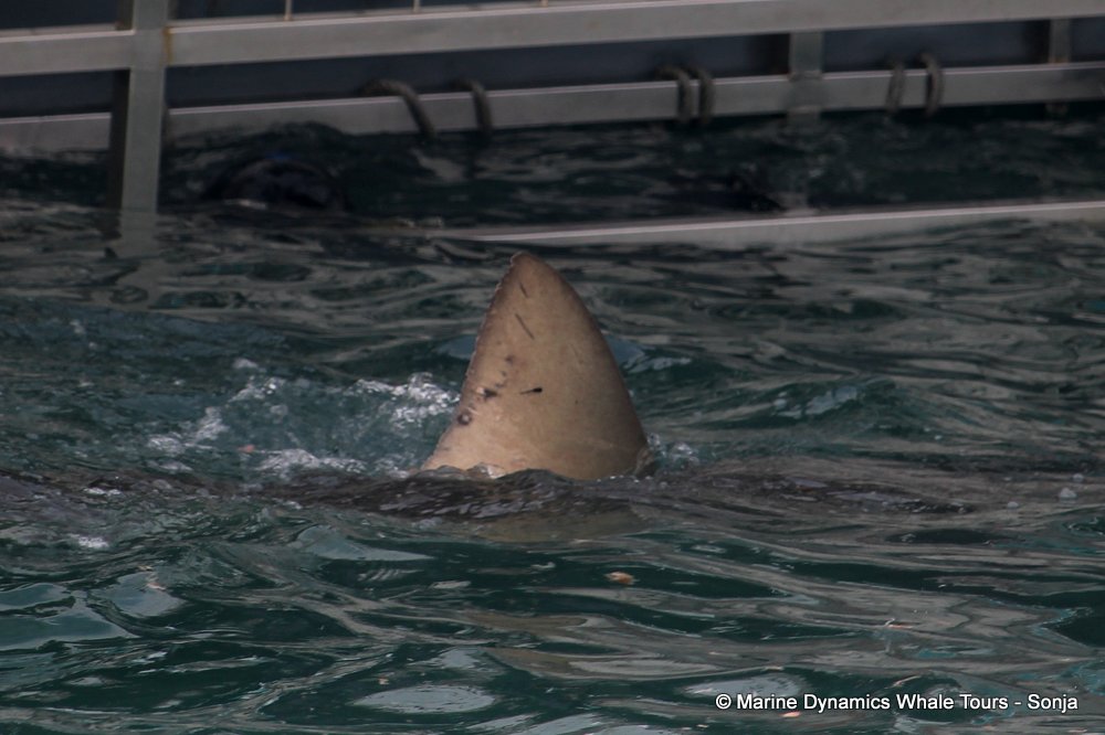 bronze whaler shark, whale watching, gansbaai, south africa,