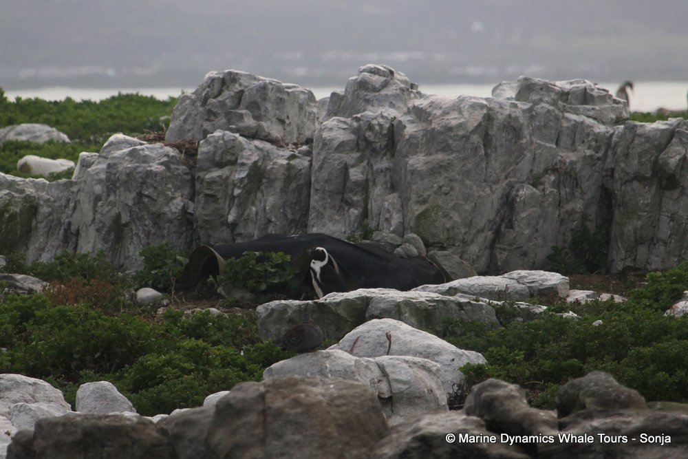 african penguin, whale watching, gansbaai, south africa