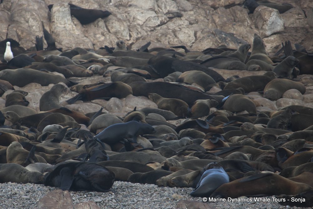 cape fur seal, whale watching, gansbaai, south africa