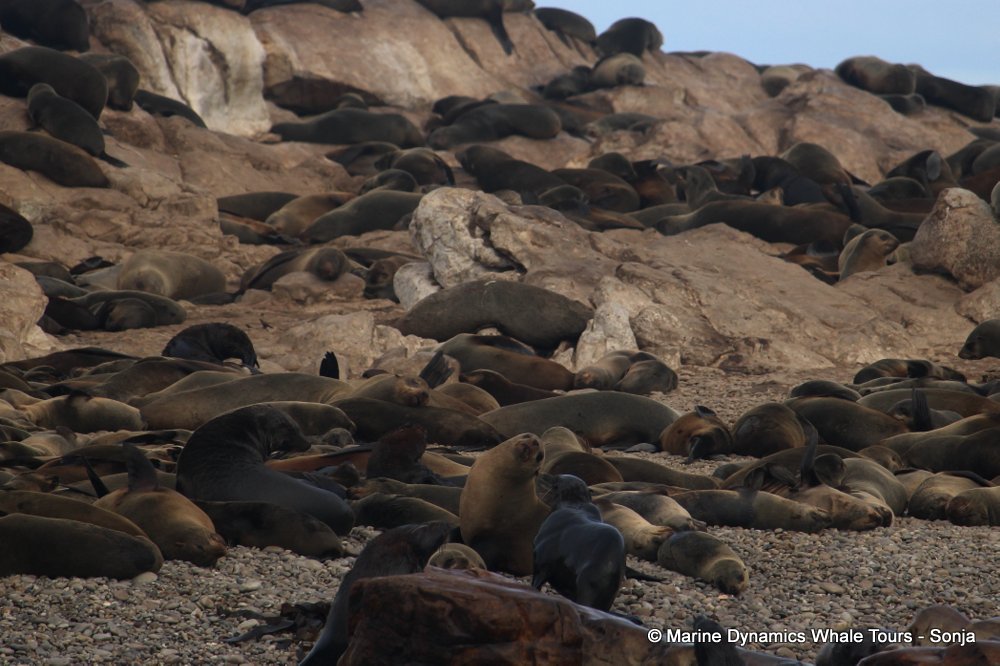 cape fur seal, whale watching, gansbaai, south africa