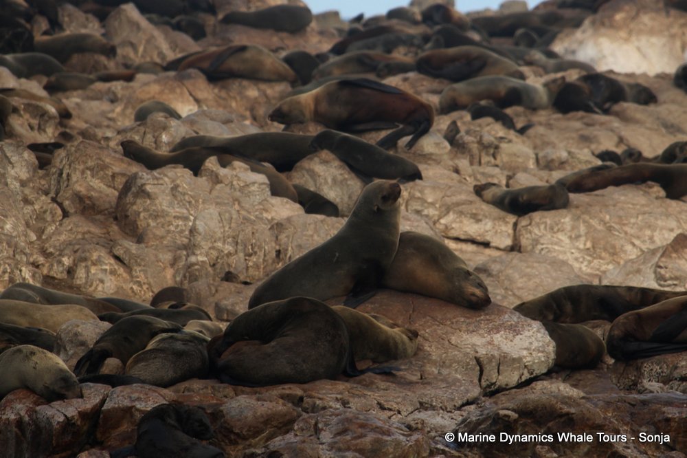 cape fur seal, whale watching, gansbaai, south africa