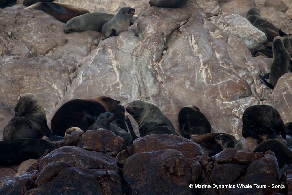 cape fur seal, whale watching, gansbaai, south africa
