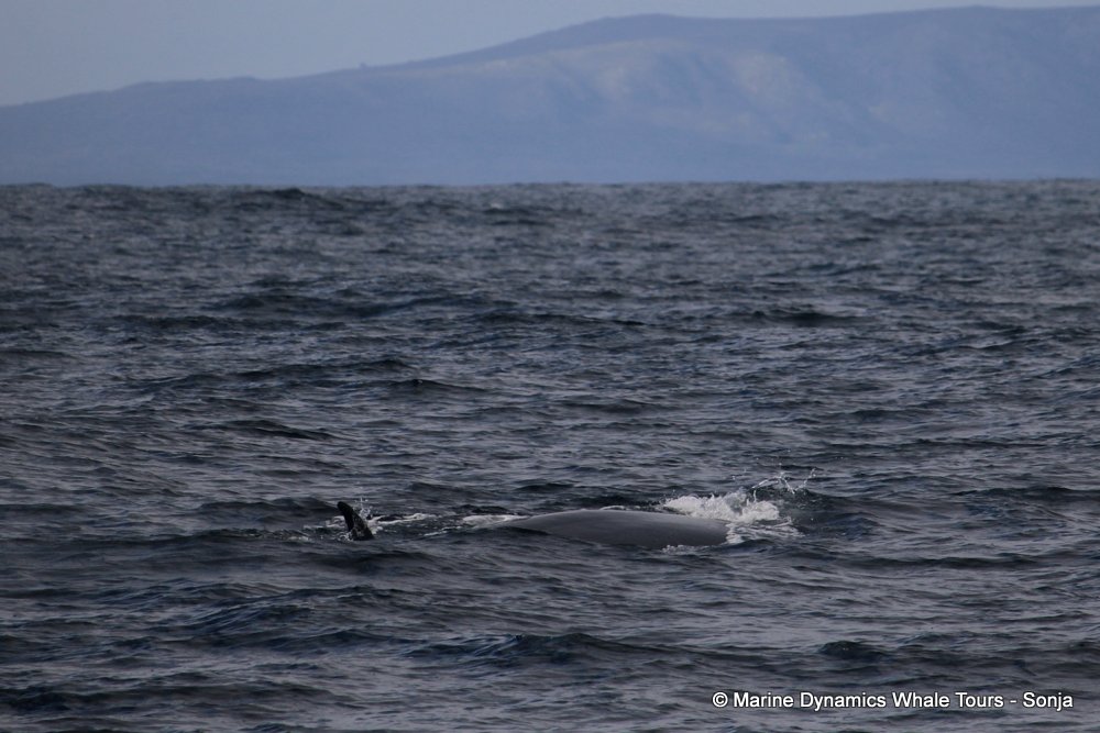 bryde's whale, whale watching, gansbaai, south africa,
