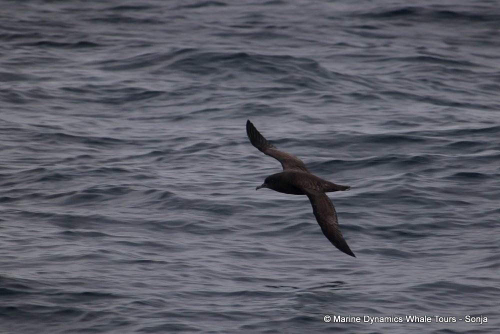 Sooty Shearwater, whale watching, gansbaai, south africa