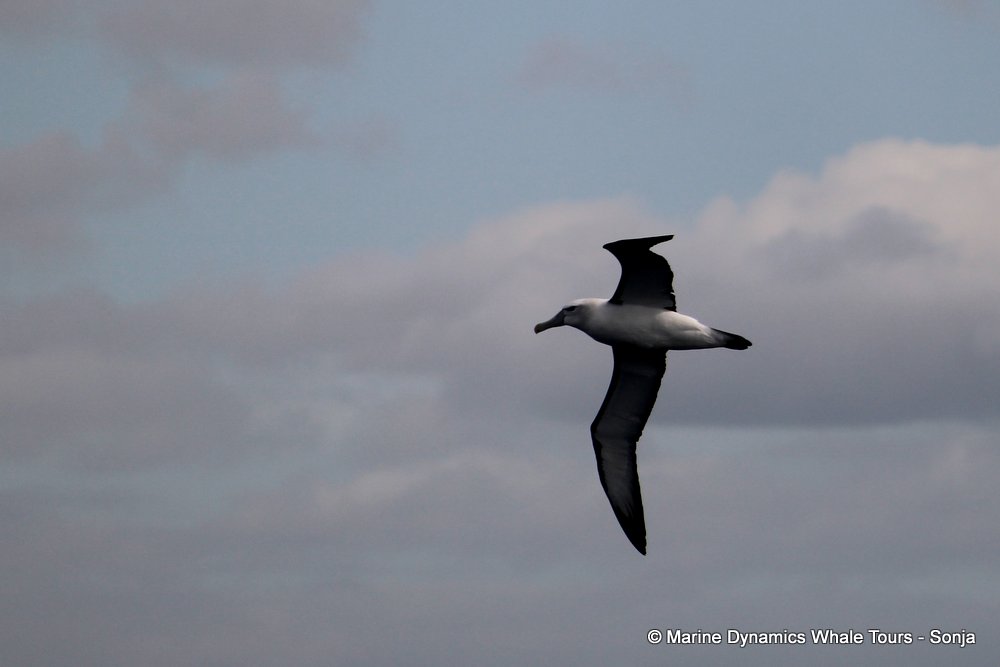 shy albatross, whale watching, gansbaai, south africa