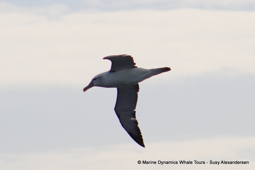 albatross, whale watching, gansbaai, south africa