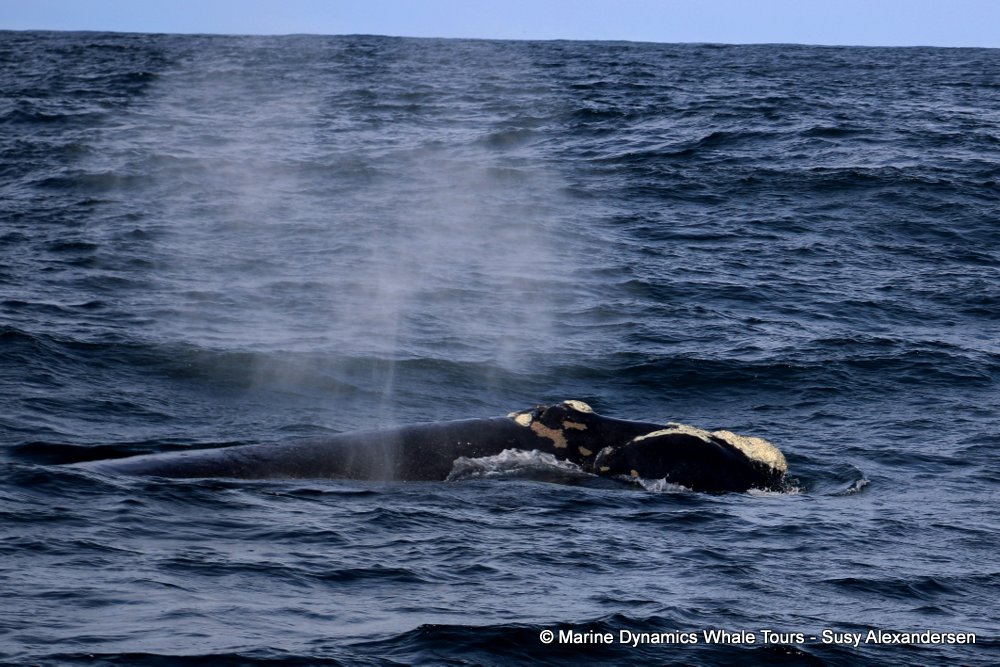 Southern right whale, whale watching, gansbaai, south africa,