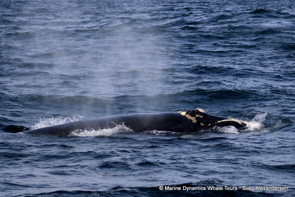 Southern right whale, whale watching, gansbaai, south africa,