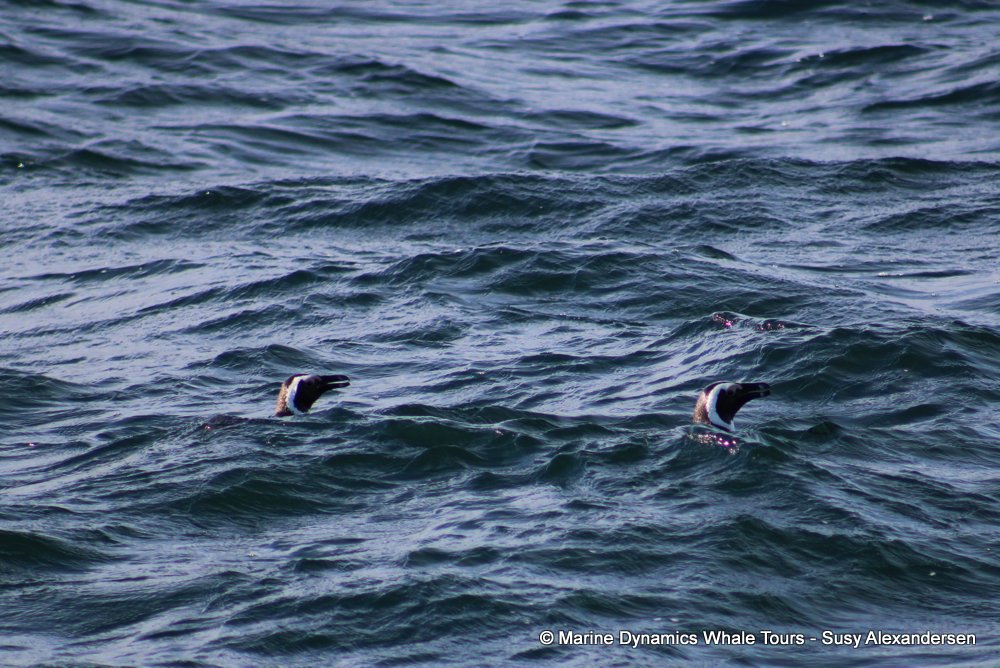 penguins, whale watching, gansbaai, south africa,