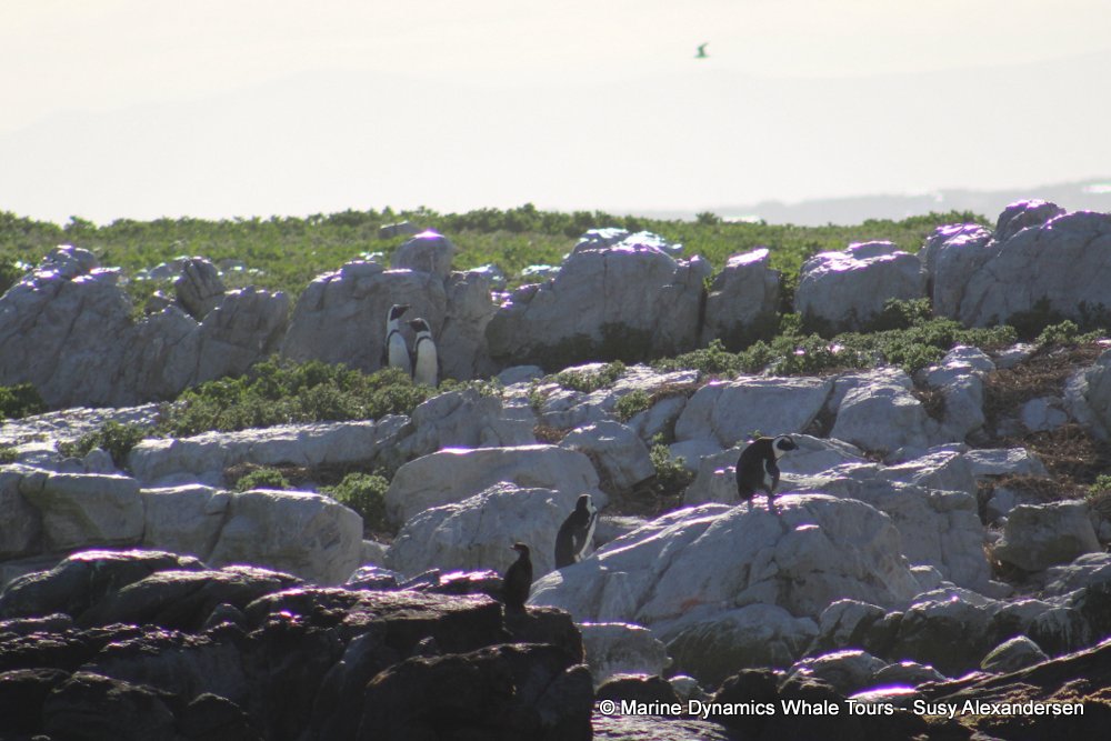 penguins, whale watching, gansbaai, south africa,