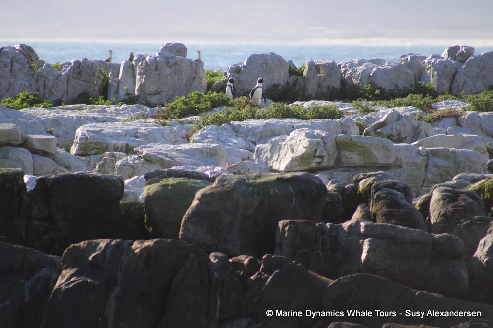penguins, whale watching, gansbaai, south africa,