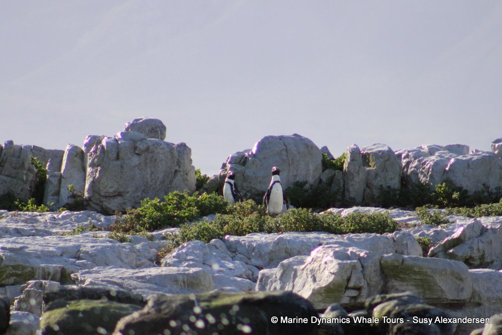 penguins, whale watching, gansbaai, south africa,