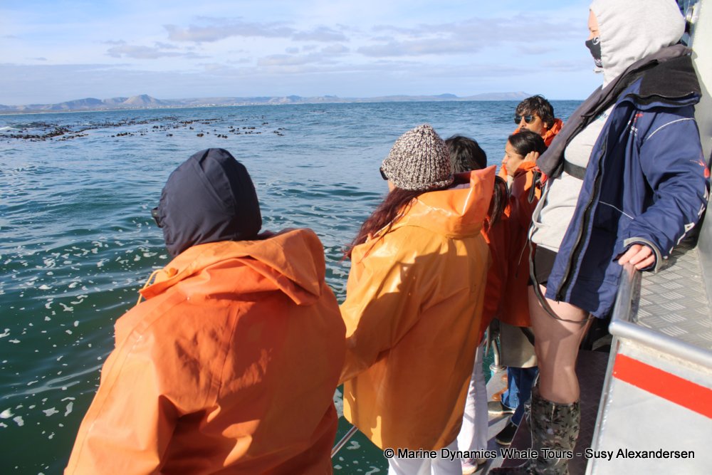 people, whale watching, gansbaai, south africa