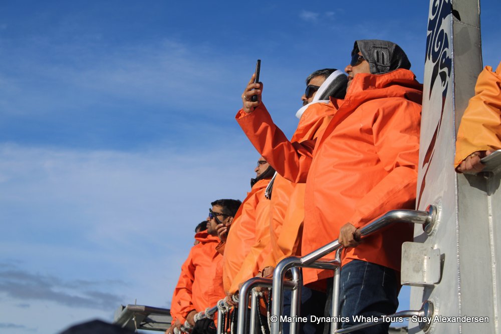 people, whale watching, gansbaai, south africa