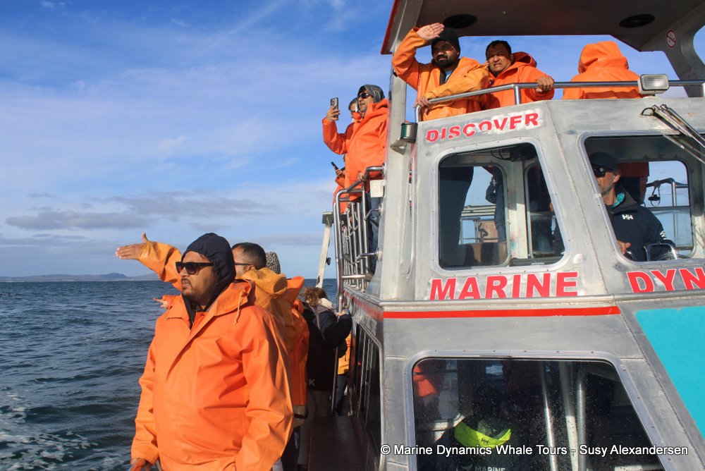 people, whale watching, gansbaai, south africa