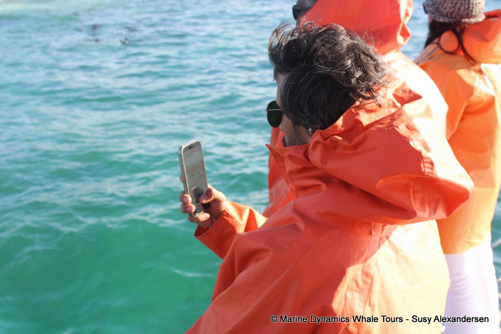 people, whale watching, gansbaai, south africa