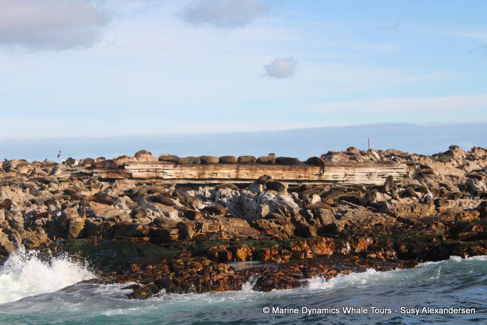 cape fur seal, whale watching, gansbaai, south africa