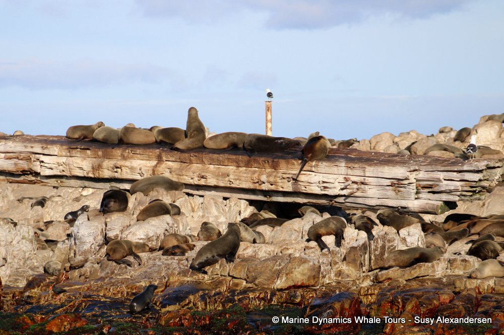 cape fur seal, whale watching, gansbaai, south africa