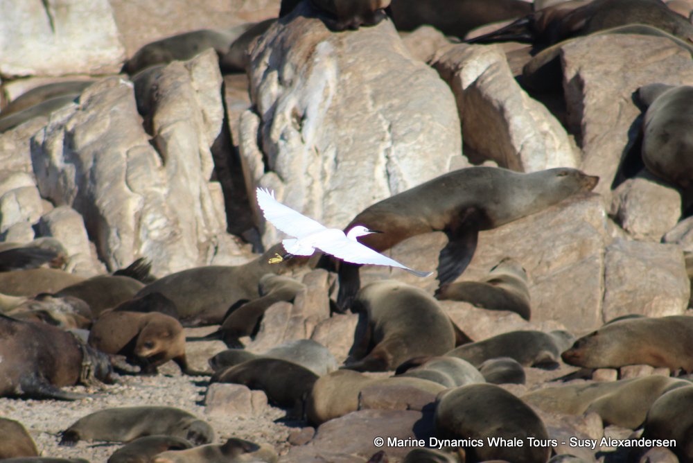 cape fur seal, whale watching, gansbaai, south africa