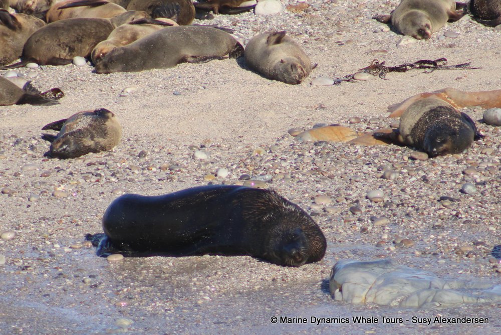 cape fur seal, whale watching, gansbaai, south africa