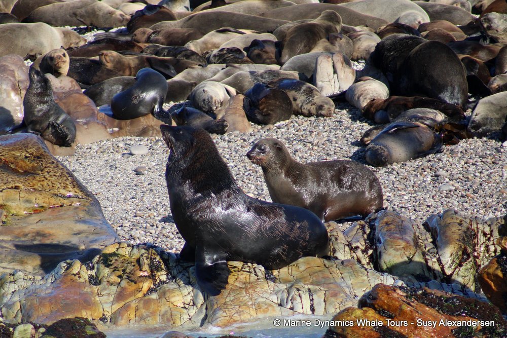 cape fur seal, whale watching, gansbaai, south africa