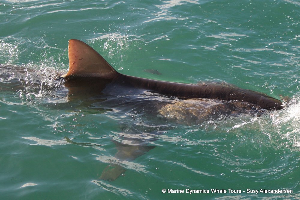 bronze whaler shark, whale watching, gansbaai, south africa,