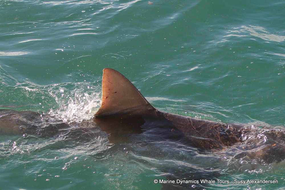 bronze whaler shark, whale watching, gansbaai, south africa,