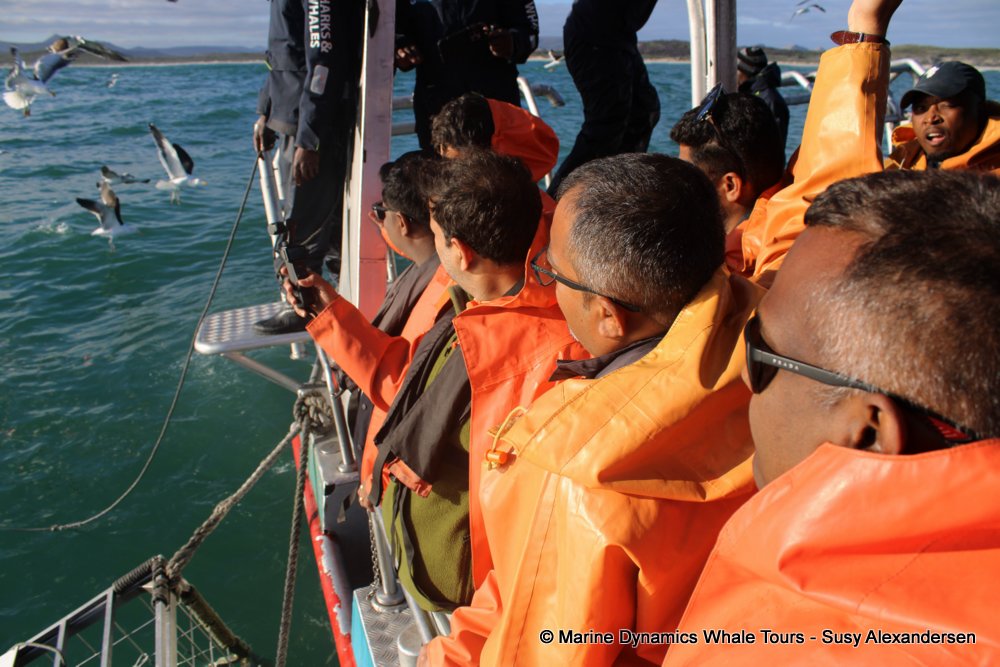 people, whale watching, gansbaai, south africa