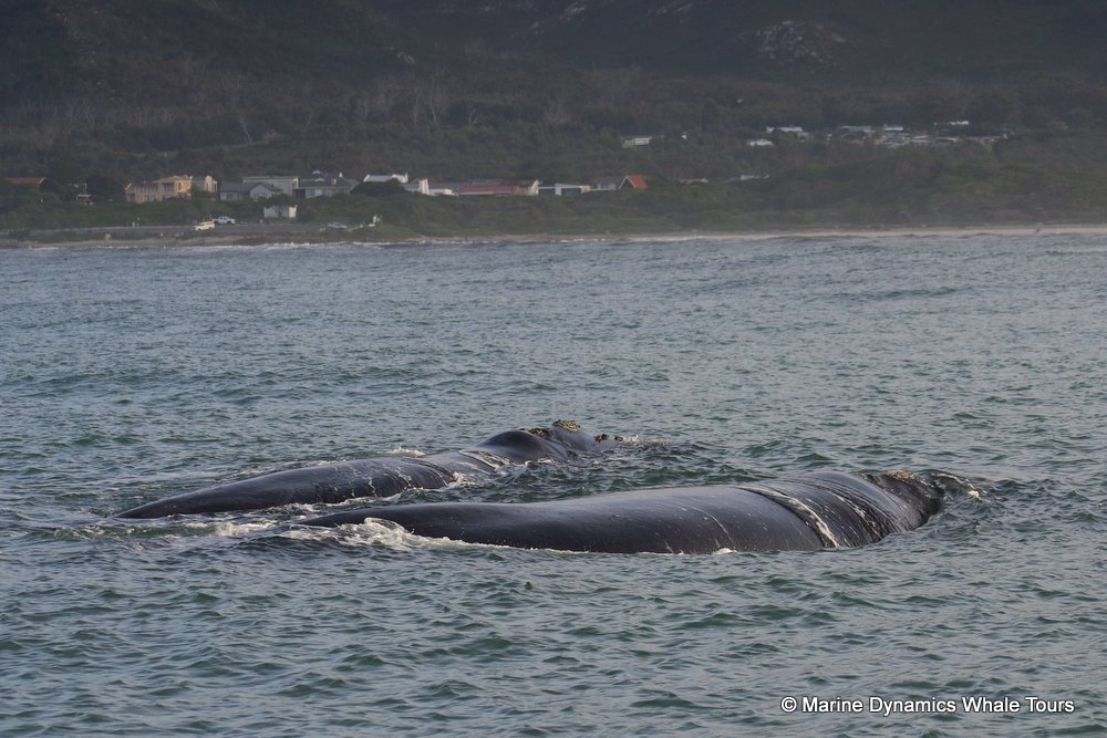 Southern right whale, whale watching, gansbaai, south africa,