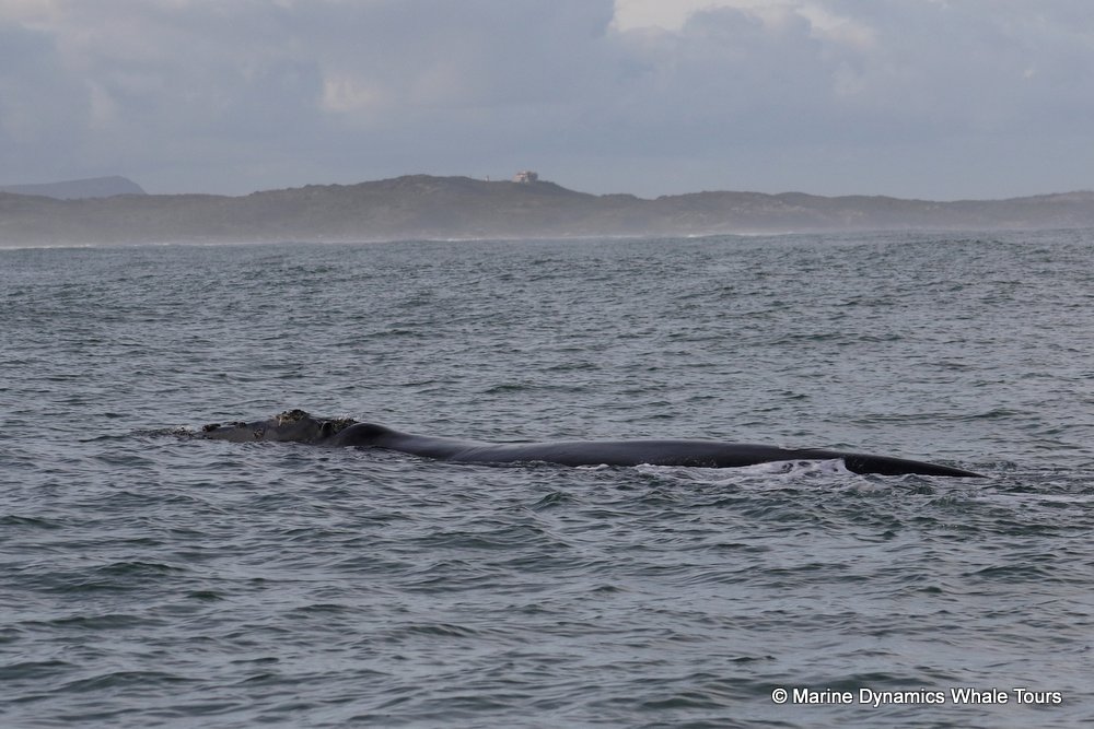 Southern right whale, whale watching, gansbaai, south africa,