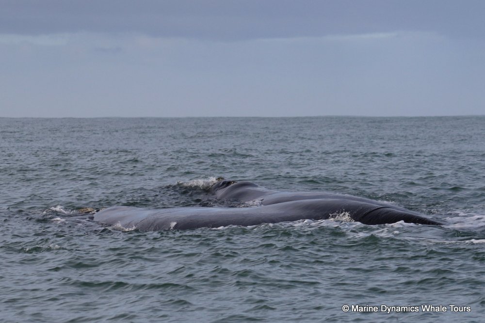 Southern right whale, whale watching, gansbaai, south africa,