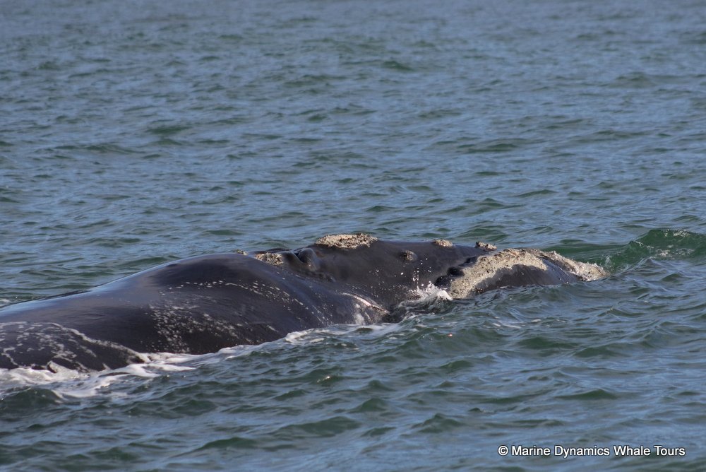 Southern right whale, whale watching, gansbaai, south africa,