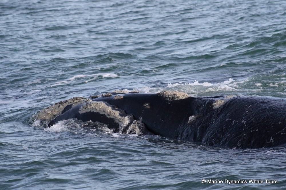 Marine Big 5 Daily Blog 10 July