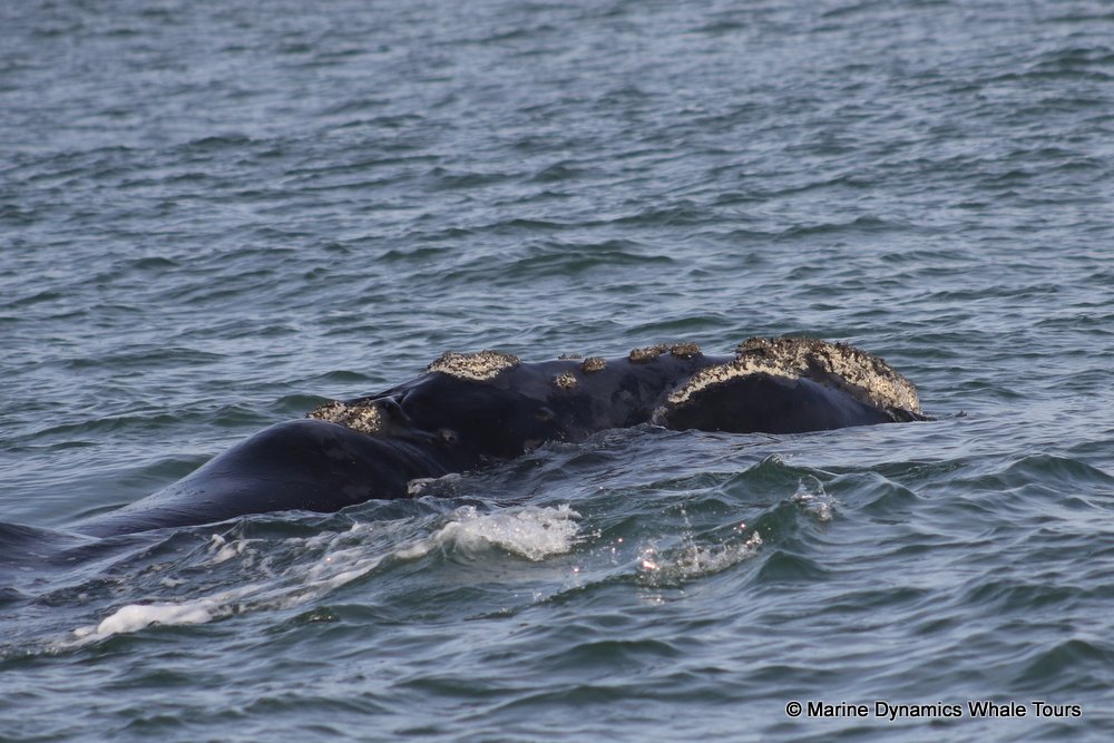 Southern right whale, whale watching, gansbaai, south africa,