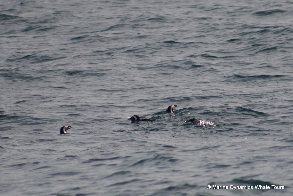 penguins, whale watching, gansbaai, south africa,