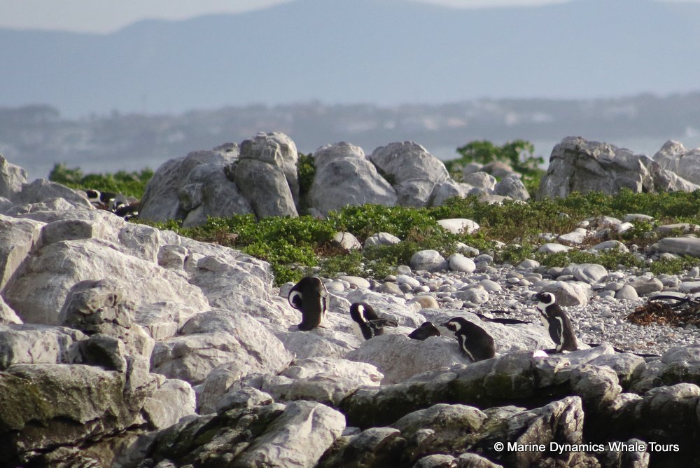 penguins, whale watching, gansbaai, south africa,