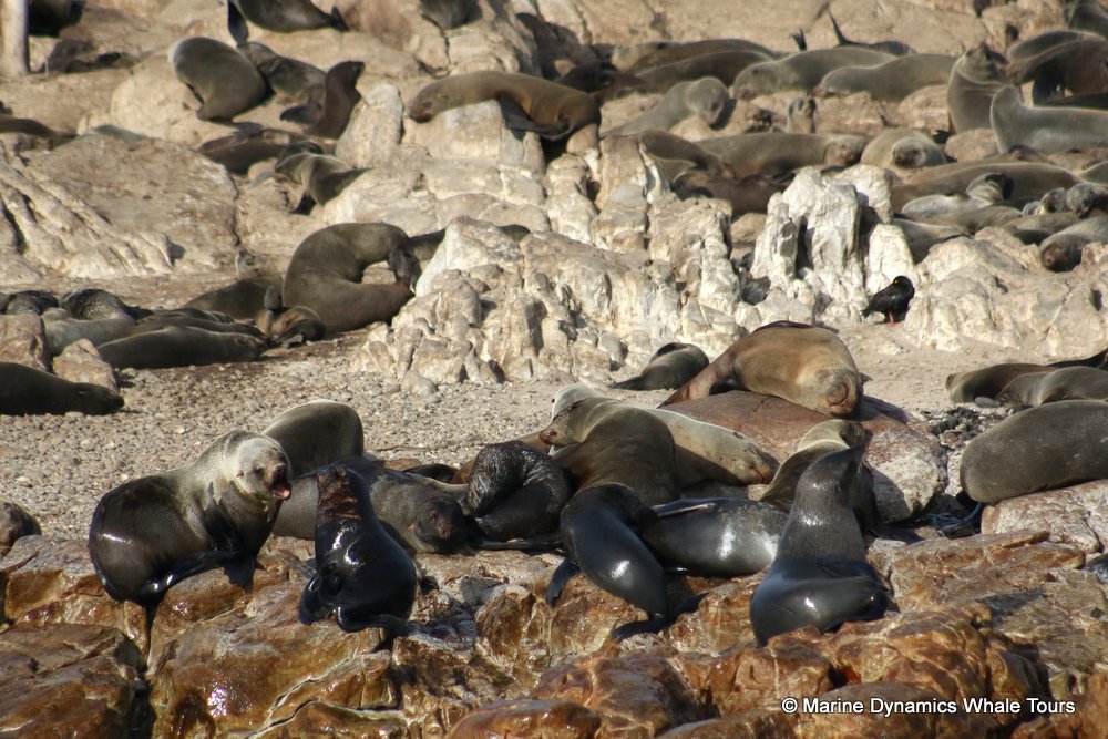 cape fur seal, whale watching, gansbaai, south africa