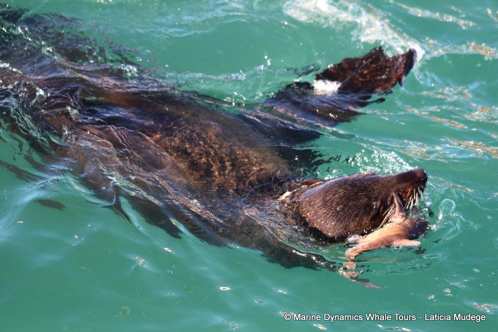 cape fur seal, whale watching, gansbaai, south africa