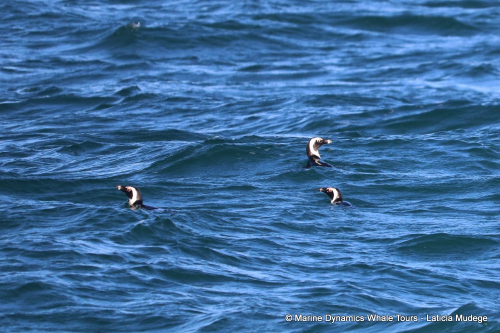 african penguin, whale watching, gansbaai, south africa