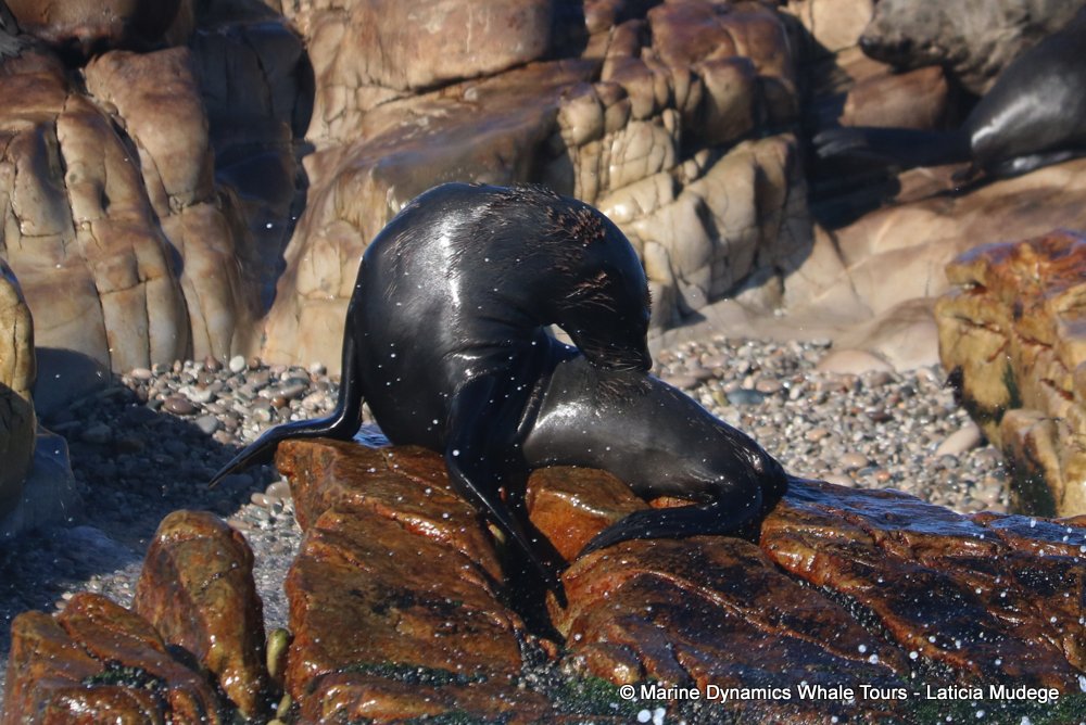 cape fur seal, whale watching, gansbaai, south africa