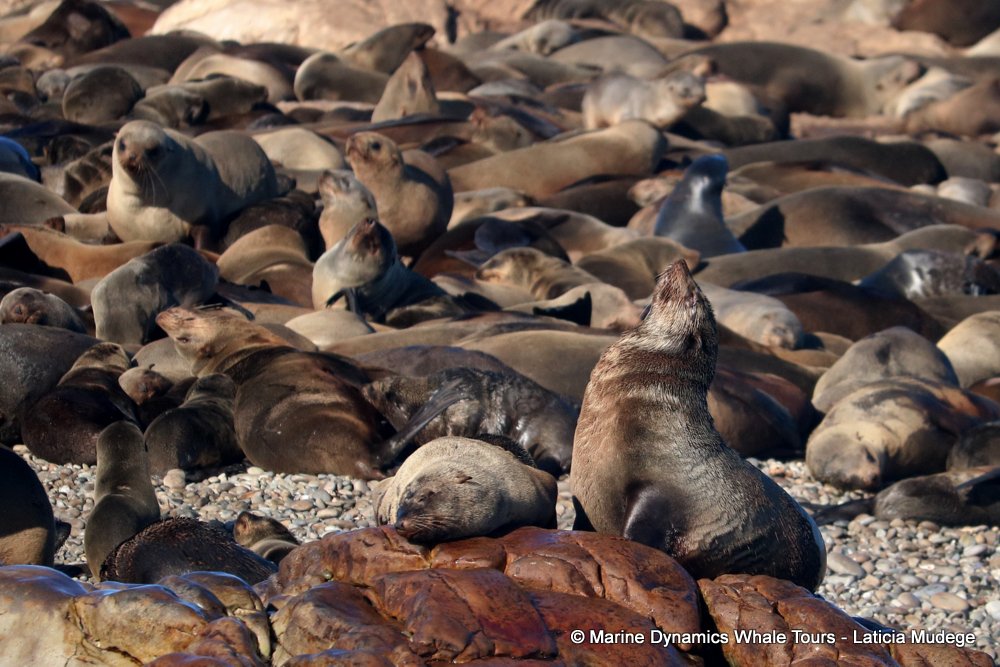 cape fur seal, whale watching, gansbaai, south africa