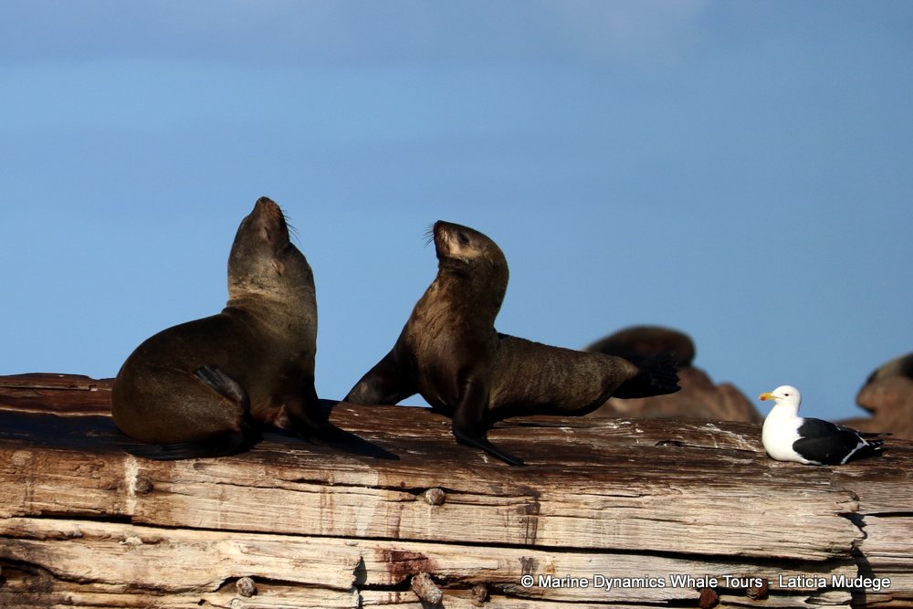 cape fur seal, whale watching, gansbaai, south africa