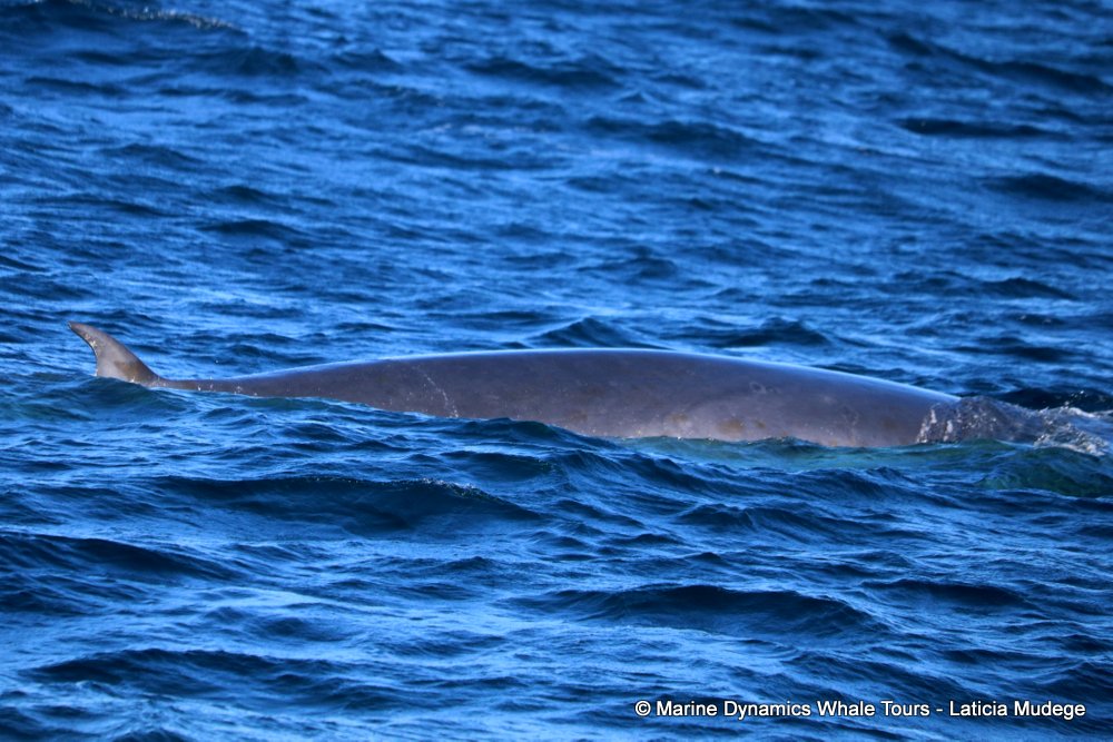 bryde's whale, whale watching, gansbaai, south africa,