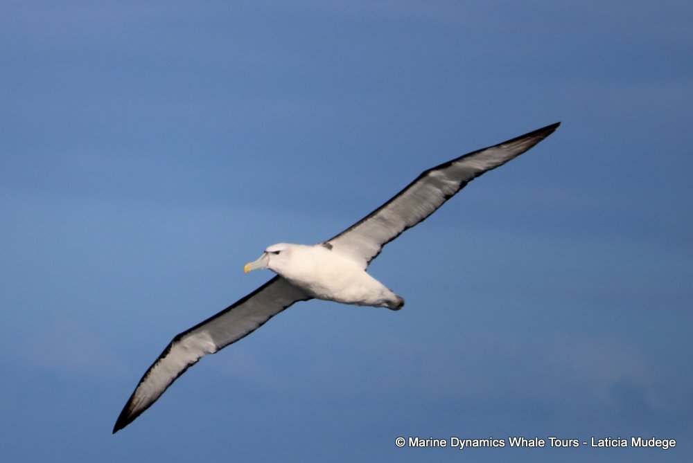 albatross, whale watching, gansbaai, south africa