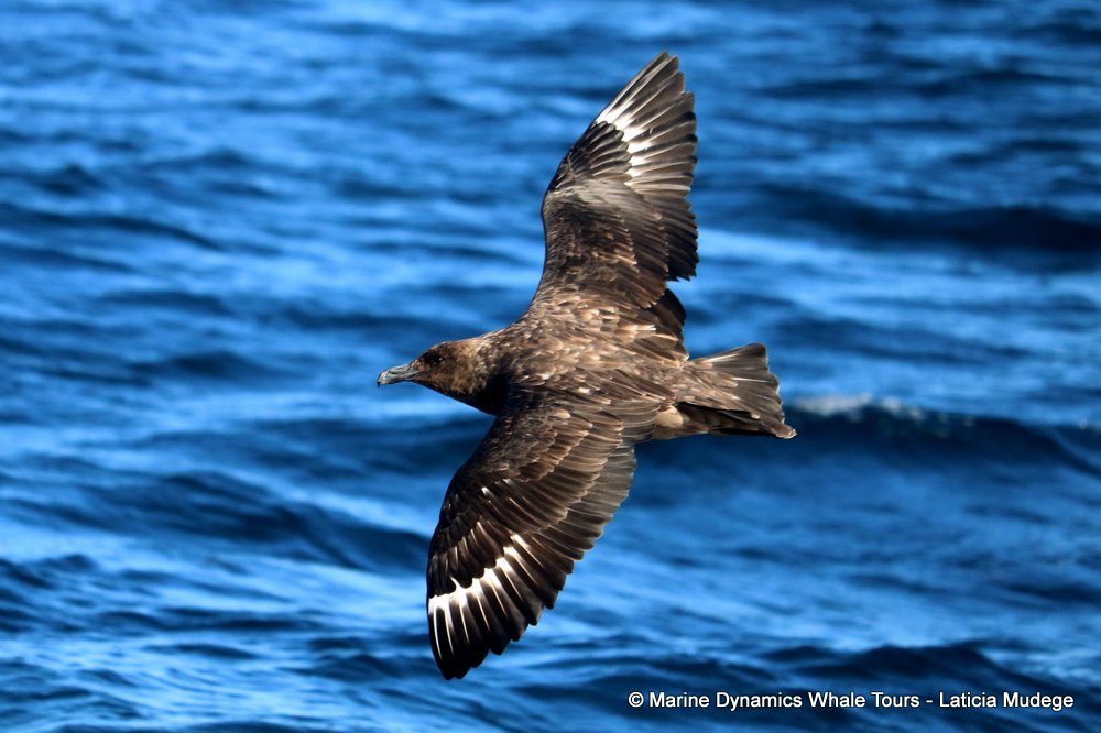 skua, whale watching, gansbaai, south africa