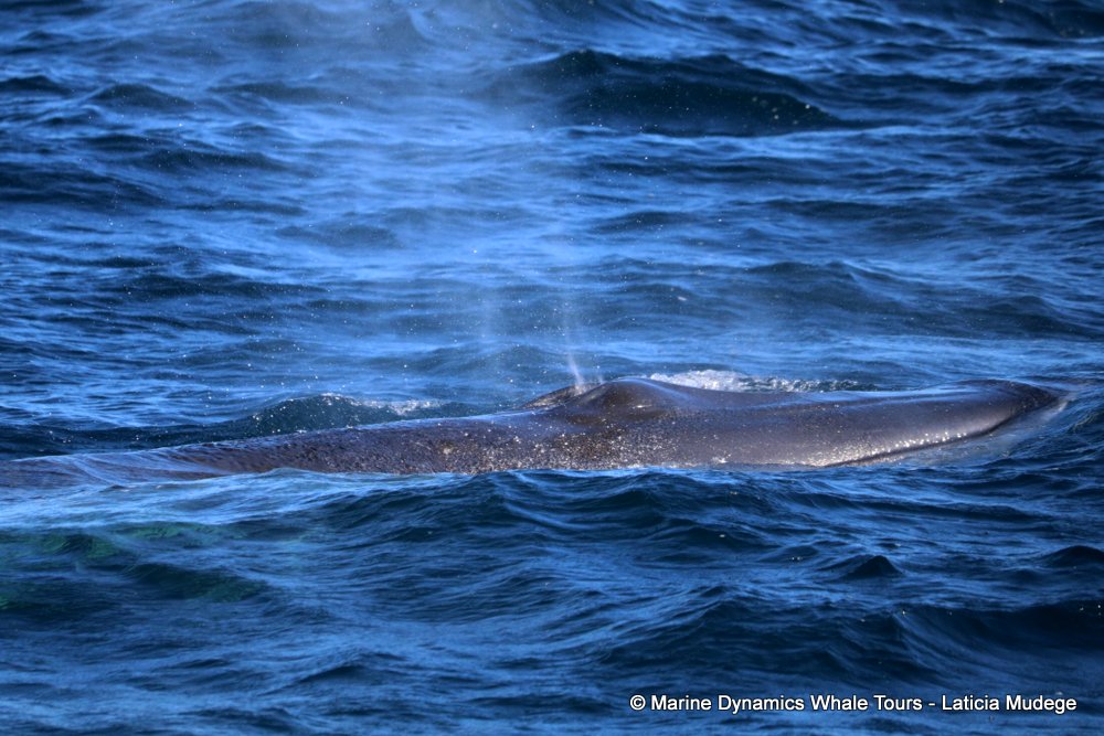 Marine Big 5 Daily Blog 11 July