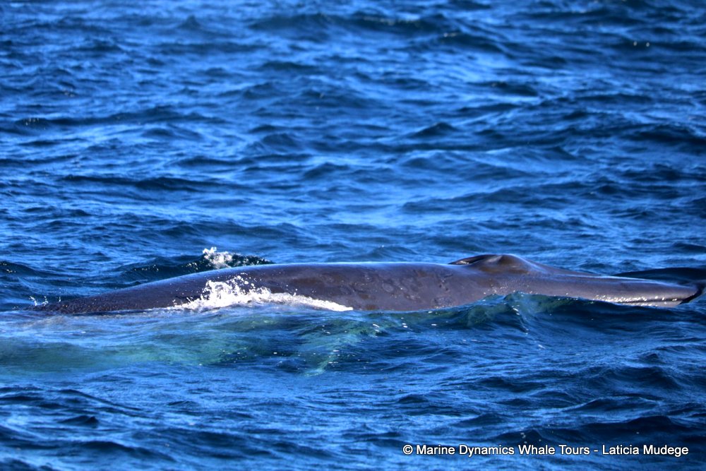 bryde's whale, whale watching, gansbaai, south africa,