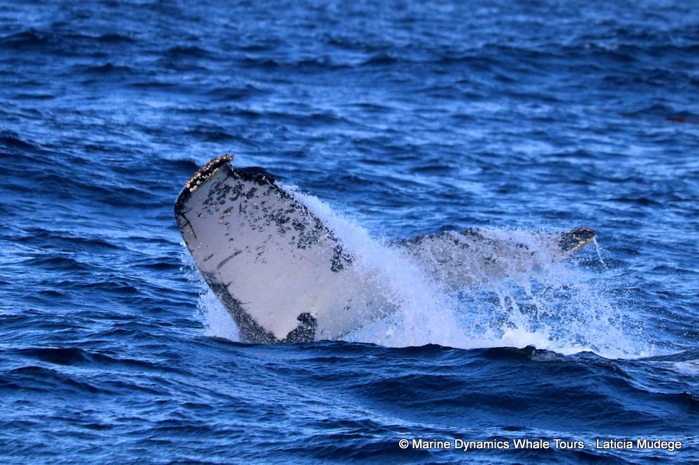 humpback whale, whale watching, gansbaai, south africa